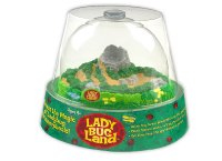 Lady Bug Land